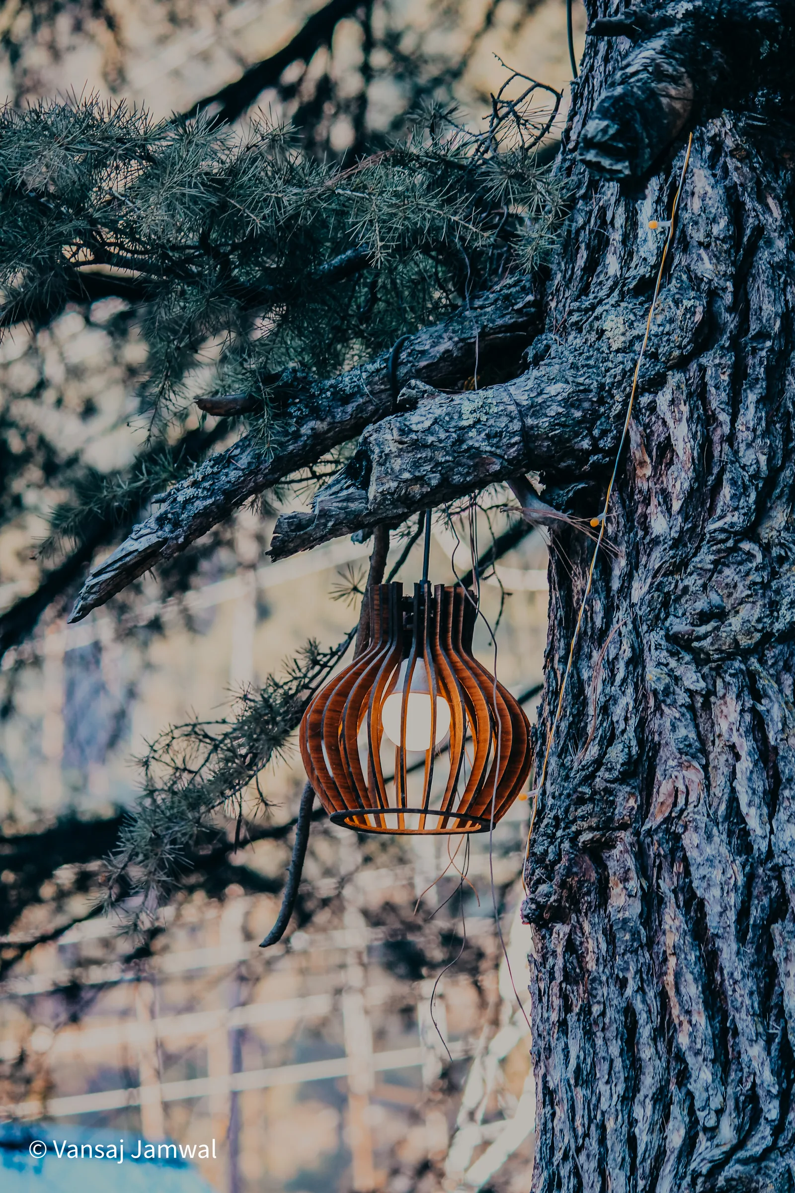 Kasol & Kheerganga: A lantern hung on a deodar